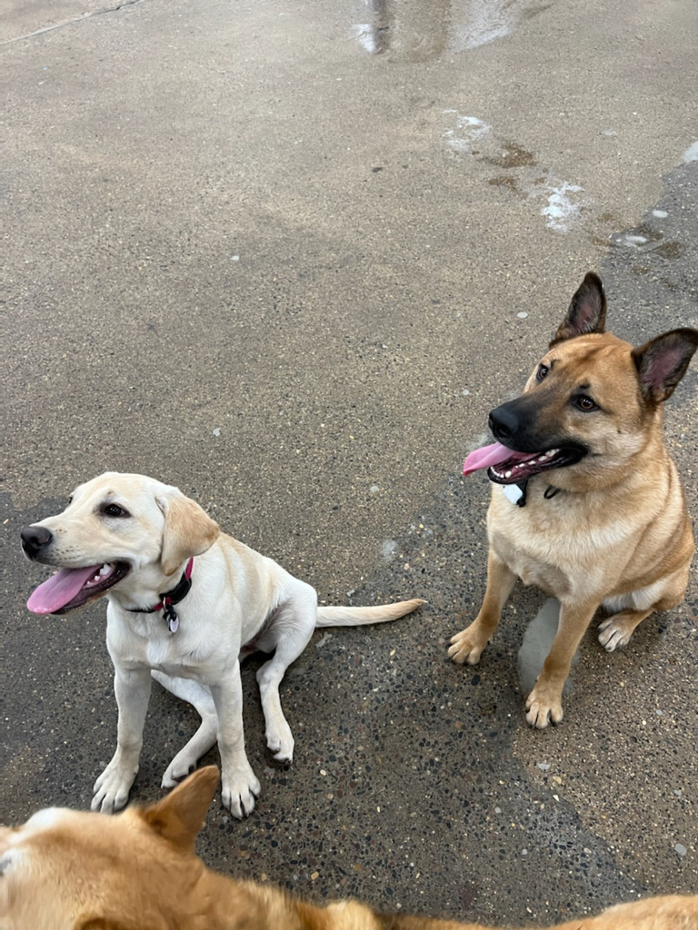 Willow and Stevie hanging out.