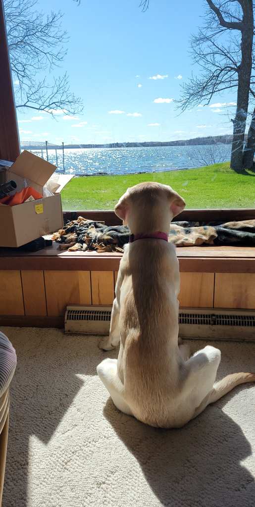 Willow at the cabin enjoying the sun and the lake view