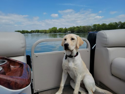 Willow on her first Pontoon Boat ride up at Lake Carlos, MN.