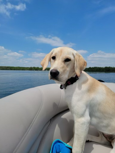 Willow on her first Pontoon Boat ride up at Lake Carlos, MN.