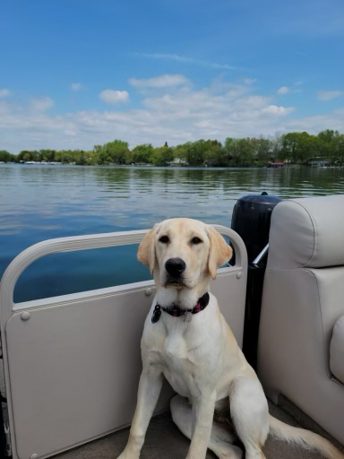 Willow on her first Pontoon Boat ride up at Lake Carlos, MN.