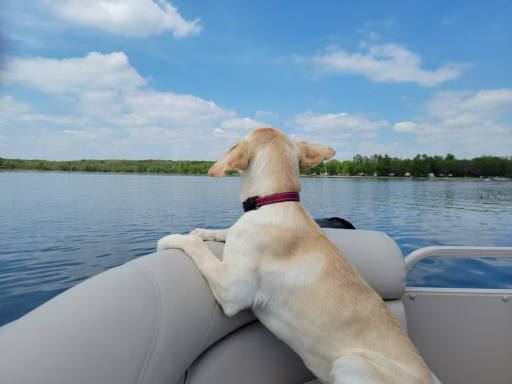 Willow on her first Pontoon Boat ride up at Lake Carlos, MN.  I think she's ready to jump in.